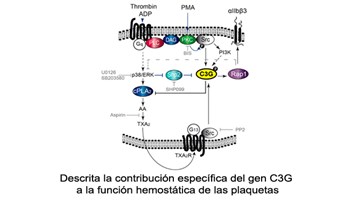 Descrita la contribución específica del gen C3G a la función hemostática de las plaquetas