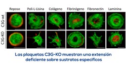 La proteína C3G en plaquetas podría ser un indicador de malignidad de un tumor.