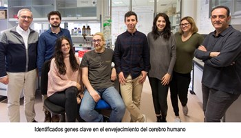 Identificados genes clave en el envejecimiento del cerebro humano