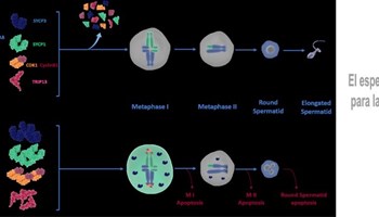 El espermatoproteasoma es esencial para la fertilidad en ratones machos