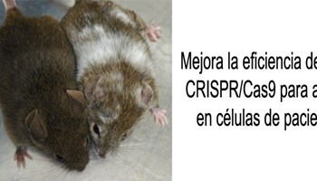 Mejora la eficiencia de las herramientas CRISPR/Cas9 para anular oncogenes en células de pacientes con cáncer
