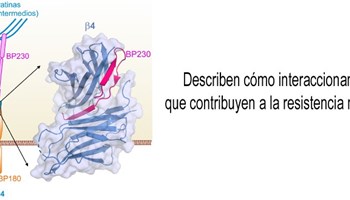 Describen cómo interaccionan dos proteínas que contribuyen a la resistencia mecánica de la piel