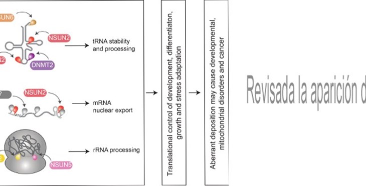 Revisada la aparición de m5C en el ARN