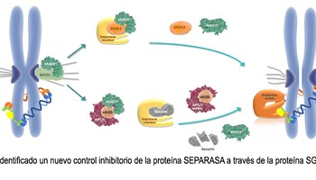 Identificado un nuevo control inhibitorio de la proteína SEPARASA a través de la proteína SGO2
