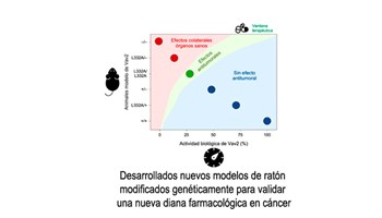 Desarrollan nuevos modelos de ratón modificados genéticamente para validar una nueva diana farmacológica en cáncer