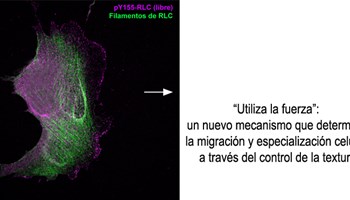 “Utiliza la fuerza”: un nuevo mecanismo que determina la migración y especialización celular a través del control de la textura