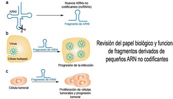 Revisión del papel biológico y funcional de fragmentos derivados de pequeños ARN no codificantes