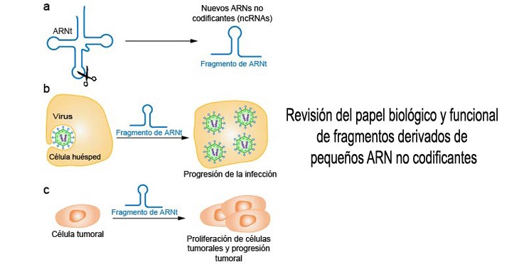 Revisión del papel biológico y funcional de fragmentos derivados de pequeños ARN no codificantes