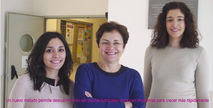 Un nuevo método permite descubrir cómo las células tumorales producen ribosomas para crecer más rápidamente