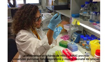 La eliminación simultánea de HRAS y NRAS provoca inmadurez pulmonar, fallo respiratorio y muerte neonatal en ratones.