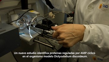 Un nuevo estudio identifica proteínas reguladas por AMP cíclico en el organismo modelo Dictyostelium discoideum