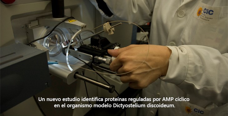 Un nuevo estudio identifica proteínas reguladas por AMP cíclico en el organismo modelo Dictyostelium discoideum
