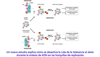 Un nuevo estudio explica cómo se desactiva la ruta de la tolerancia al daño durante la síntesis de ADN en las horquillas de replicación