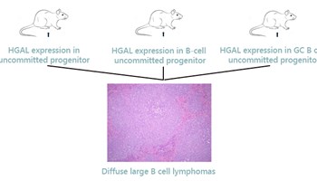 Descrita la implicación de HGAL en el desarrollo de linfomas difusos de células B grandes