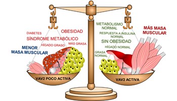 Identificada una nueva ruta biológica que determina la cantidad de músculo que podemos desarrollar