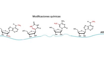 La química del ARN puede ser la clave en nuevos tratamientos del cáncer