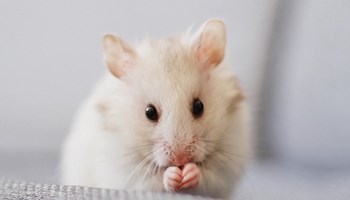 Ratones y medicina - Semana de la Ciencia 2023