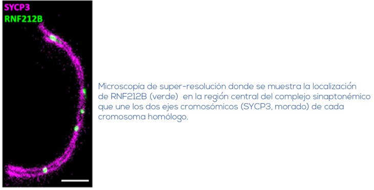 Noticia