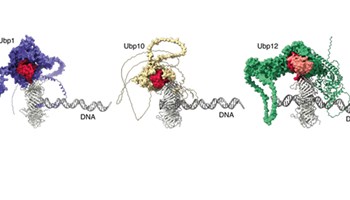 Identificada una nueva proteína que participa en el proceso de la duplicación del genoma