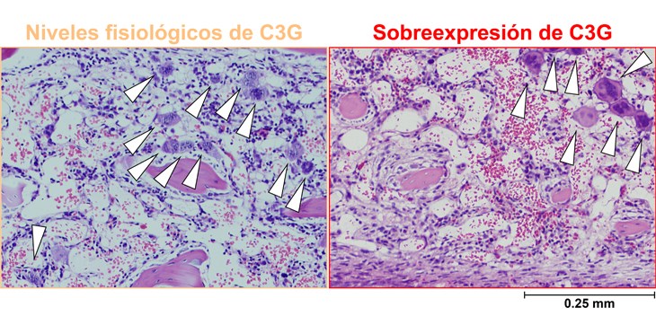 Descubrimiento sobre la proteína C3G y su impacto en la regeneración hematopoyética