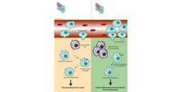 Descubierto un nuevo mecanismo en los macrófagos clave en la resolución de la inflamación