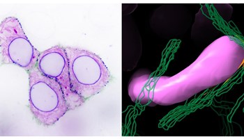 Desarrollo de un método innovador para estudiar contactos entre orgánulos celulares sin alterar su función