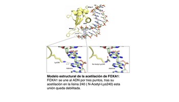 Investigadores del CIC demuestran cómo los tumores de mama logran escapar a los tratamientos hormonales