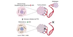 Investigadores del CIC descubren un mecanismo clave que impulsa la metástasis en el cáncer