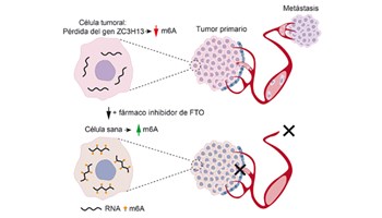 Investigadores del CIC descubren un mecanismo clave que impulsa la metástasis en el cáncer