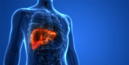 Desarrollados nuevos modelos experimentales para avanzar en el tratamiento del cáncer de hígado