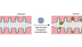Mini-cólones bioartificiales para ver nacer el cáncer de colon en el laboratorio