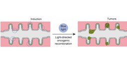 Mini-cólones bioartificiales para ver nacer el cáncer de colon en el laboratorio