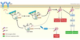 Identifican el doble efecto de la proteína C3G en el linfoma de tipo B: frena el tumor, pero favorece su expansión