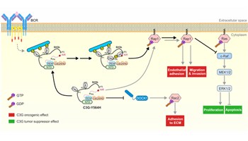 Identifican el doble efecto de la proteína C3G en el linfoma de tipo B: frena el tumor, pero favorece su expansión