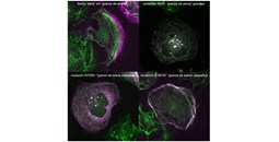 Descubren cómo las mutaciones en el gen MYH9 dictan la gravedad de enfermedades raras de la sangre