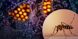 El dengue puede debilitar de forma reversible la "barrera" de los vasos sanguíneos
