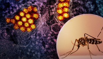 El dengue puede debilitar de forma reversible la "barrera" de los vasos sanguíneos
