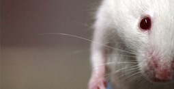 Semana de la ciencia. Medicina y Ratones