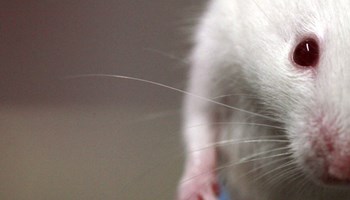Semana de la ciencia. Medicina y Ratones